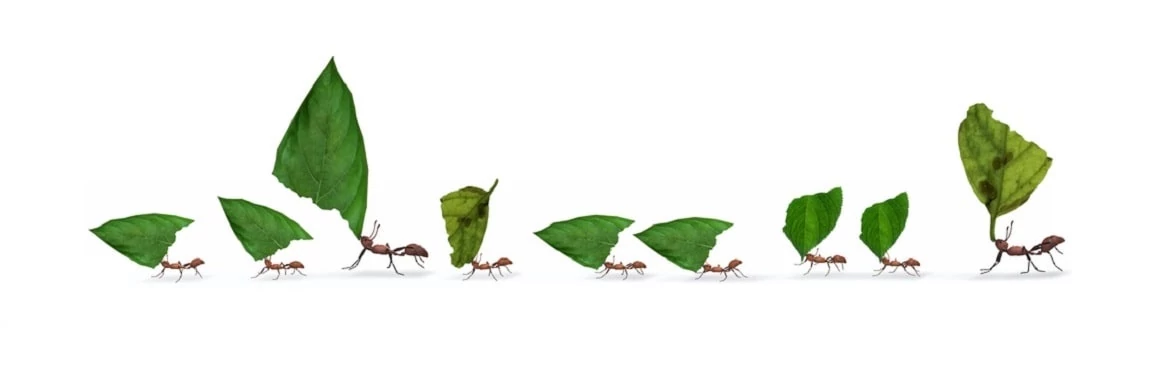 Image de fourmi qui repréente le groupe multi-prets au travail